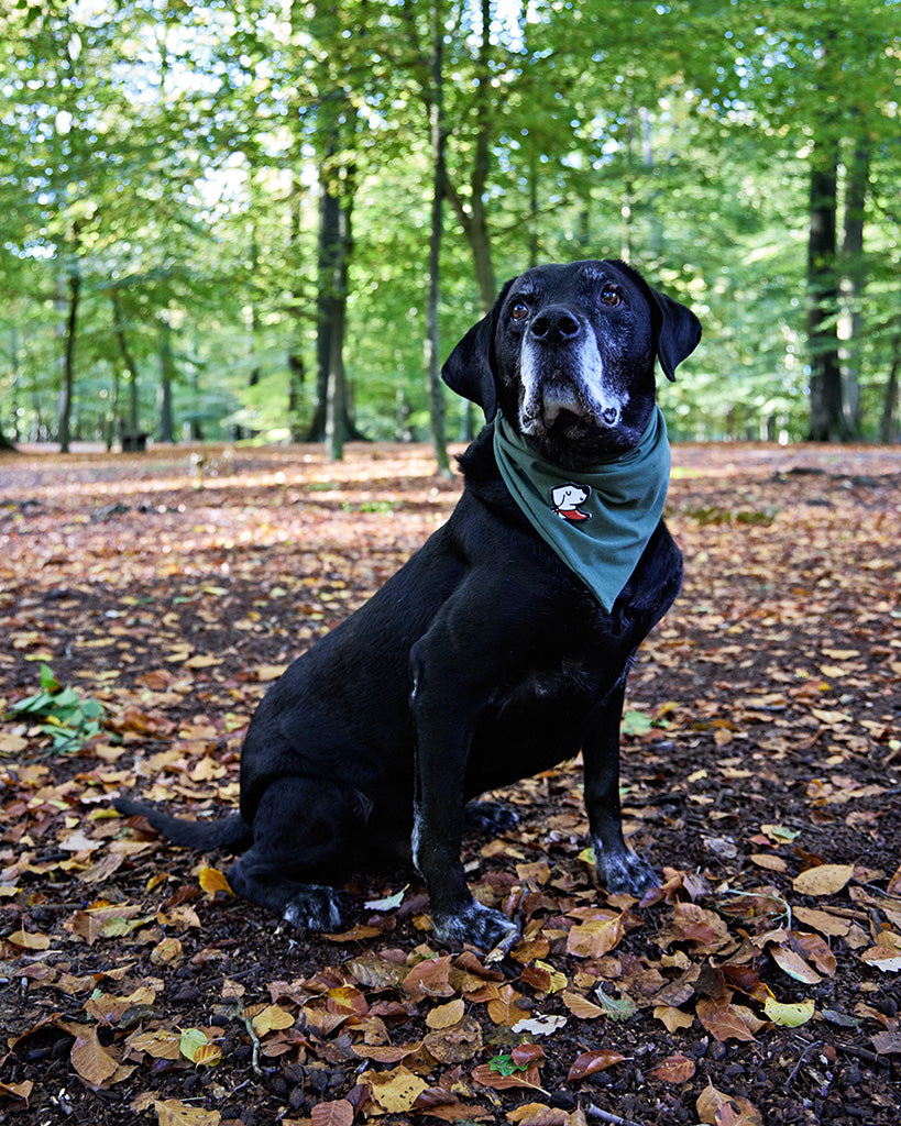 Bandana – Forest Green