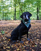 Bandana – Forest Green
