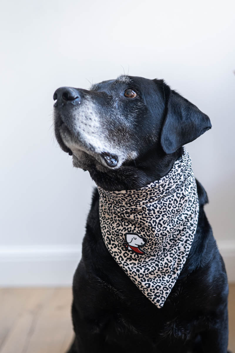 Bandana – Cougar