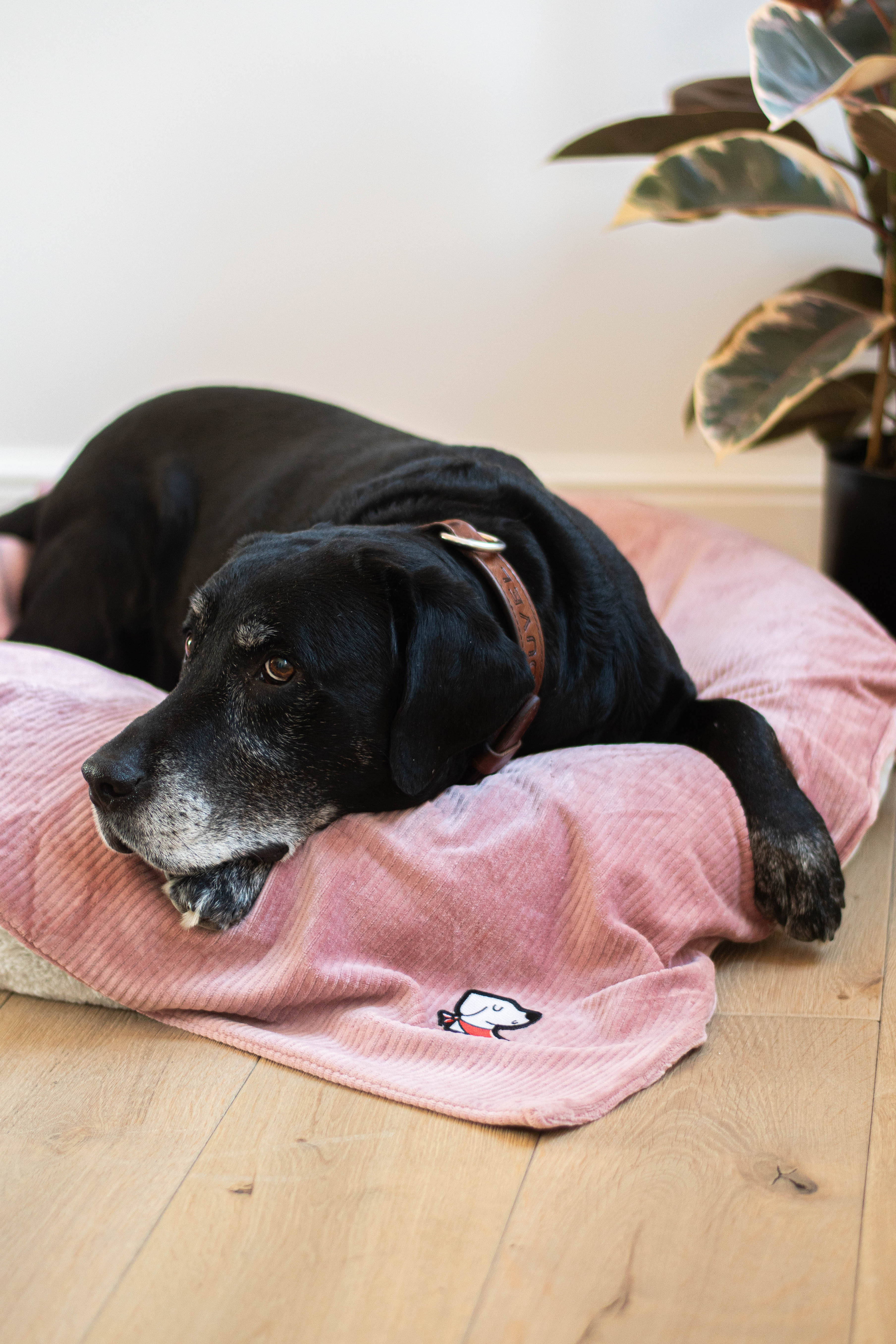 Duvette – Macho Pink