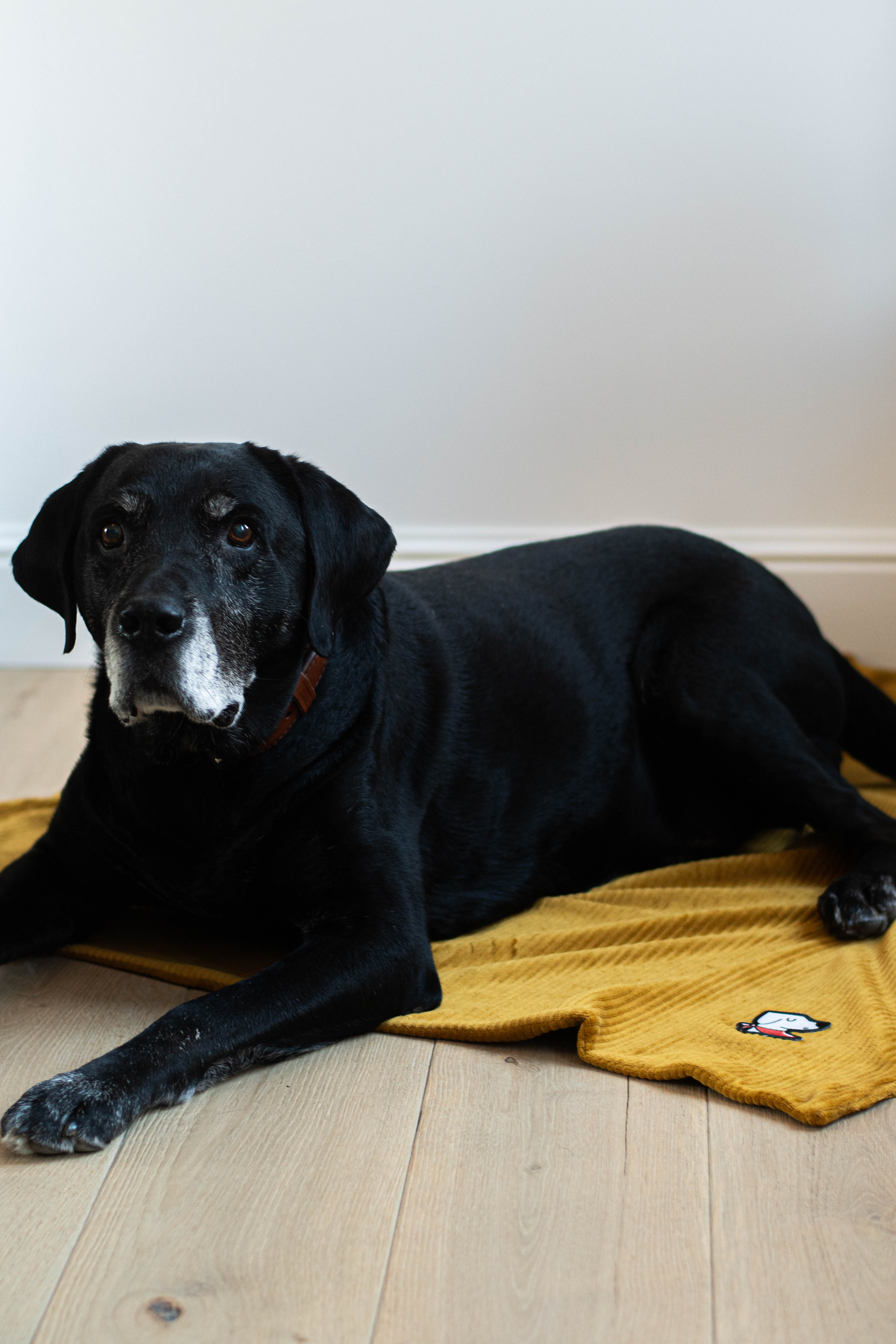 Duvette – Submarine Yellow