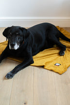 Duvette – Submarine Yellow